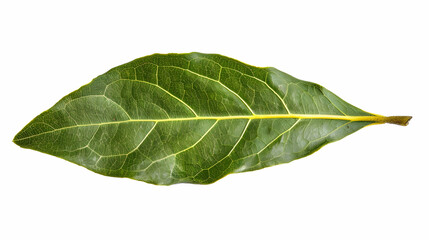 Obraz premium Bay Leaf: A Close-Up View of a Fresh Green Leaf