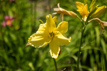 Fototapeta premium Yellow daylily flower in a flowerbed