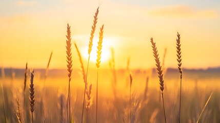 Golden Wheat Field at Sunset