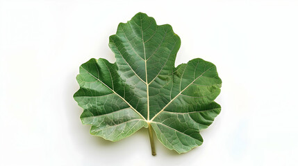 Green Leaf with Detailed Veins on White Background