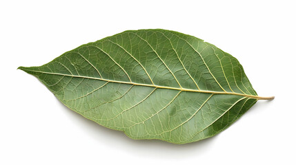 Obraz premium Close-up of a Green Leaf with Detailed Veins