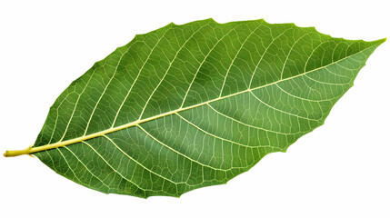Obraz premium Green Leaf Texture: Close-up of Intricate Veins and Patterns