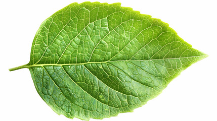 Obraz premium Close-Up of a Green Leaf with Detailed Veins