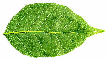 Obraz premium Green Leaf Texture: Close-Up of a Leaf with Intricate Veins