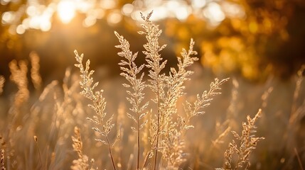 Golden Grass Blades in Warm Sunset Light