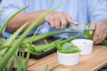 Preparing Fresh Aloe Vera Gel: Slicing and Storing Aloe Leaves for Skincare and Health Benefits