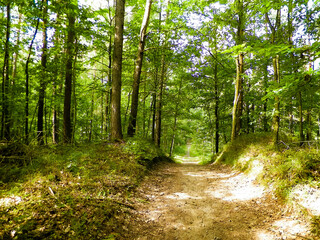 Obraz premium Path in green forest. Summer forest landscape.