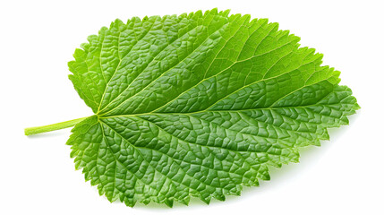 Obraz premium Close-up of a Green Leaf with Detailed Veins