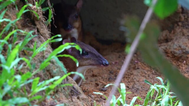 Two lesser mouse-deer resting in the burrow in its natural habitat, close up shot.