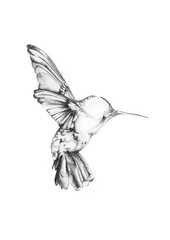 Animal Pencil Hand Drawing humming bird black amp white Illustration against white background