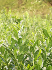 Close up of green tea leaves as nature background