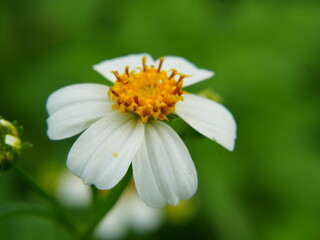 Fototapeta premium daisy with dew drops