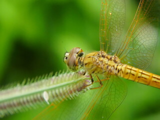 dragonfly on a leaf
