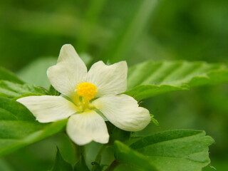 white flower in the forest, 
