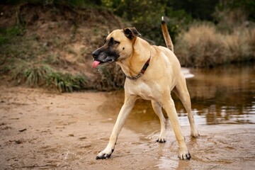 Playful dog near water body