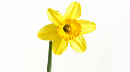 Fototapeta premium Stunning Yellow Daffodil Flower Close-Up