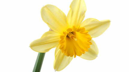 Close-up of a Yellow Daffodil Flower in Bloom