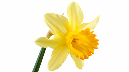 Yellow Daffodil Flower Closeup Photography - Spring Bloom