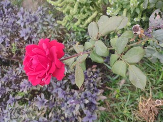 pink rose in the garden