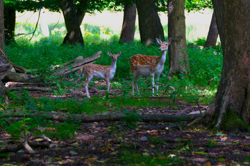 Female fallow deer and her fawn standing in a woodland clearing.