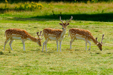Three male fallow deer enjoying the summer sunshine.