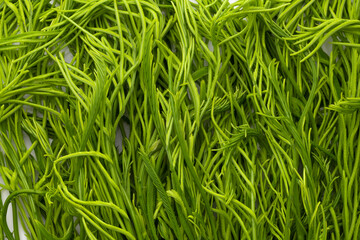 Climbing Wattle or Acacia vegetable isolate on a white background