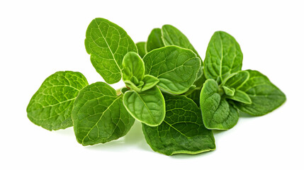 Fresh Green Oregano Leaves - Culinary Herb