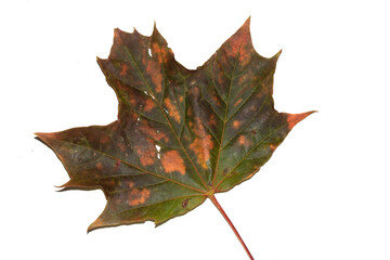 Close Up of an Autumn Acer Leaf on a White Background