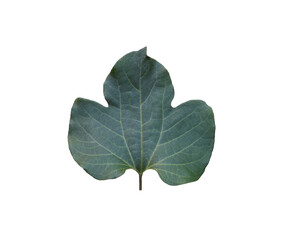 Detailed close-up of a single green leaf showcasing with transparent image of PNG format extension.