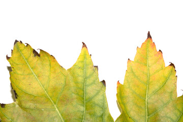Close Up of an Autumn Acer Leaf on a White Background