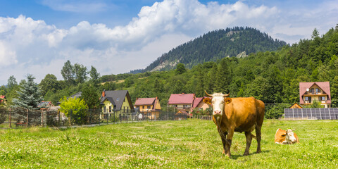 Panorama of a brown cow and colorful houses in Cerveny Klastor, Slovakia