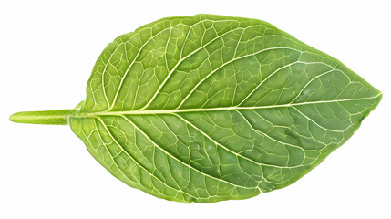 Obraz premium Close-up of a Green Leaf with Detailed Veins