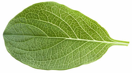 Obraz premium Close-Up of a Green Leaf with Intricate Veins