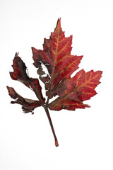 Close Up of an Autumn Acer Leaf on a White Background
