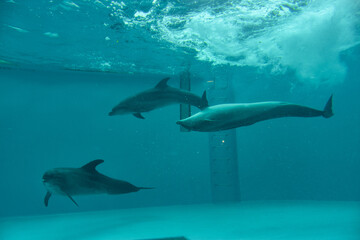 気持ち良さそうに水槽の中を泳ぐイルカたち