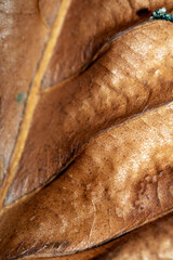 Close Up of Veins of An Autumn Fallen Leave Texture for Background