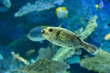水族館　水槽の中を中を気持ちよさそうに泳ぐ魚たち