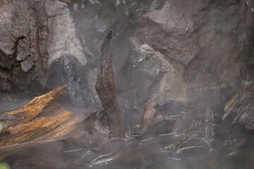 霧に包まれる神秘的なテラリウム