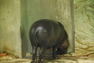 上野動物園　コビトカバの後ろ姿