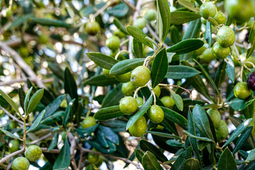 Olives almost ready for harvest