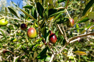 Olives almost ready for harvest