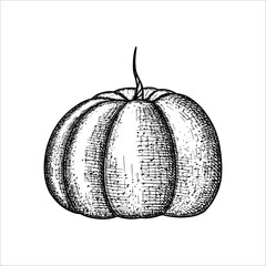 Hand drawn pumpkin. Vector illustration