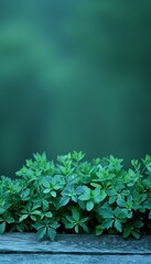 A vibrant green bush stands out against a blurred green background, creating a calming and natural scene.