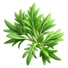 Fototapeta premium Fresh tarragon leaves isolated on transparent background