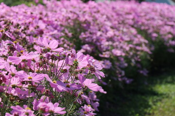 Pink flowers in the park