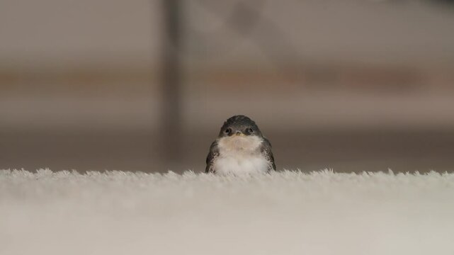Junge gerettete Mehlschwalbe sitzt auf dem Boden im Haus und guckt s&uuml;&szlig;