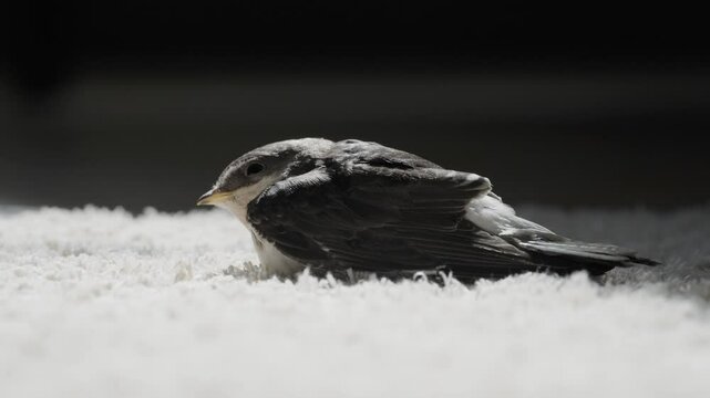 Junge gerettete Mehlschwalbe wird mit Heimchen gef&uuml;ttert und aufgepeppelt f&uuml;r ihren ersten Flug