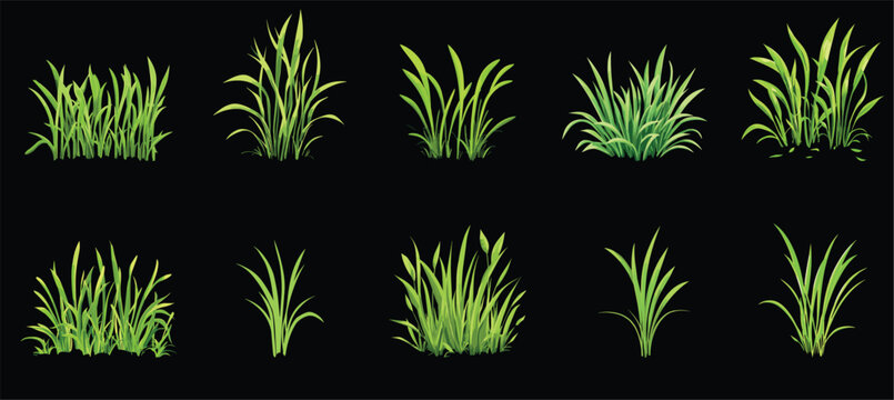 Green tuft of grass set. Young spring fresh bush of sprouts greenerie. Botanical seasonal greens outdoor garden field meadow park lawn plants. Seasonal growth grass. Cartoon style isolated vector