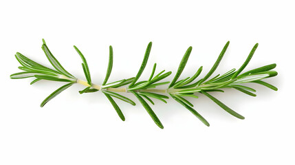 Fototapeta premium Fresh Rosemary Sprig Isolated on White Background