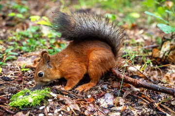 Red squirrel in the forest close-up